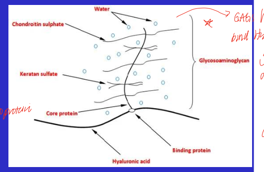 <ul><li><p>thin, sparse type II collagen fibrils </p></li><li><p>GAGs (hyaluronic acid, chondroitin sulfate, keratan sulfate)</p></li><li><p>H2O accounts for about 70%, most is tightly bound to GAGs. gives resilience and resistance to compression </p></li></ul><p></p>