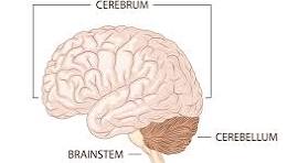 <ul><li><p>thought</p></li><li><p>memory</p></li><li><p>senses</p></li><li><p>language</p></li><li><p>emotion</p></li><li><p>voluntary movement</p></li></ul><p></p>