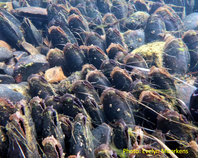 <p>Pearl mussel (special invertebrate) flagship species</p>