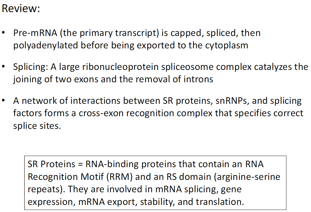 <p><strong>Pre-mRNA Processing</strong><br> The primary transcript is capped, spliced, and polyadenylated before export to the cytoplasm</p><p><strong>Splicing</strong><br> A large ribonucleoprotein spliceosome joins two exons and removes introns</p><p><strong>Exon Recognition</strong><br> SR proteins, snRNPs, and splicing factors form a cross-exon recognition complex<br> Specifies correct splice sites</p><p><strong>SR Proteins</strong><br> RNA-binding proteins with an RNA Recognition Motif (RRM) and an RS domain (arginine-serine repeats)<br> Involved in mRNA splicing, gene expression, mRNA export, stability, and translation</p>