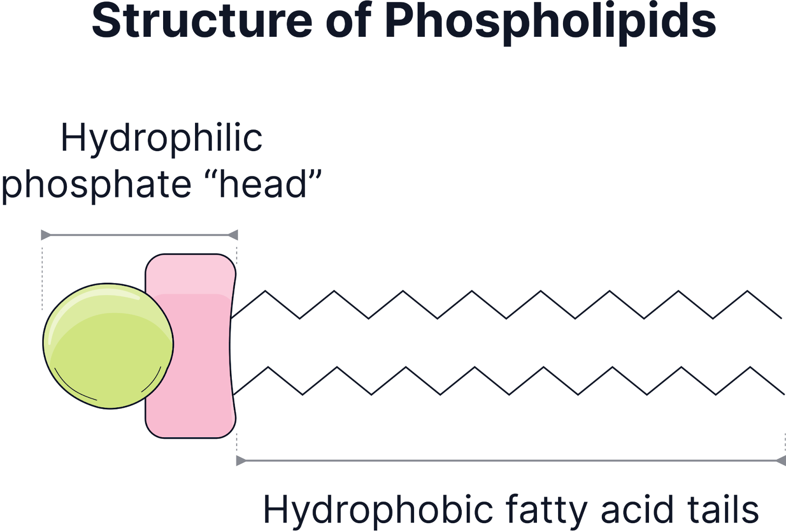 <p class="helperbird-reading-line-height-22">Structure: A lipid with one glycerol molecule and a phosphate group (hydrophilic head) attracted to water and two fatty acid molecules (hydrophobic tails) which repel water. This dual nature allows phospholipids to arrange into a <strong>bilayer</strong> in cell membranes.</p><p class="helperbird-reading-line-height-22">Condensation reaction bond: ester bond.</p><p class="helperbird-reading-line-height-22">Hydrolysis enzymes: phospholipases</p><p class="helperbird-reading-line-height-22">Properties:</p><p class="helperbird-reading-line-height-22"><strong>Amphipathic nature</strong></p><p>Hydrophilic <strong>phosphate head </strong>interacts with water.</p><p>Hydrophobic <strong>fatty acid</strong> <strong>tails</strong> avoid water and face inward in a bilayer.</p><p class="helperbird-reading-line-height-22"><strong>Forms a bilayer in aqueous solutions</strong></p><p>This is crucial for the structure of the <strong>plasma membrane</strong>.</p><p class="helperbird-reading-line-height-22"><strong>Partially permeability</strong></p><p>Small, non-polar molecules (e.g., oxygen, carbon dioxide) can diffuse through easily.</p><p>Large, polar molecules require <strong>transport proteins</strong> to cross the membrane.</p><p>Water is <strong>polar </strong>but is small enough that it can diffuse through the phospholipid bilayer.&nbsp;</p><p class="helperbird-reading-line-height-22">Function:</p><p><strong>Major component of cell membranes</strong>&nbsp;(phospholipid bilayer).</p><p><strong>Provides fluidity </strong>to the membrane, allowing flexibility and movement. This is because the phospholipids can move laterally.</p><p><strong>Acts as a barrier</strong> to large, water-soluble molecules, helping regulate entry and exit from the cell.</p>