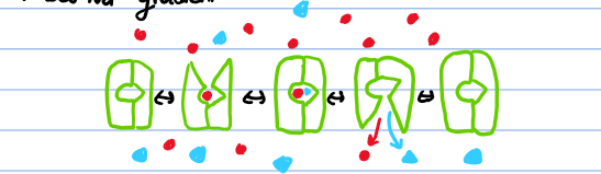 <ul><li><p>Symporter</p></li><li><p>Moves glucose against concentration gradient</p></li><li><p>uses Na<sup>+</sup> gradient as energy</p></li></ul><p></p>