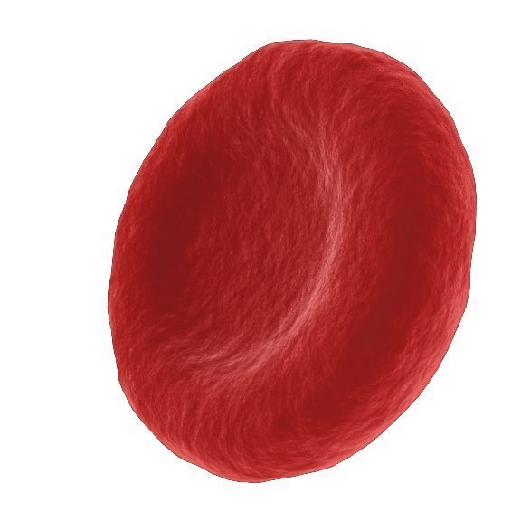 <p>: Both have cytoplasm, cell membrane</p><ul><li><p>﻿﻿RBC has no cell wall, plant cell does<br>RBC does not contain chloroplasts or chlorophyll, plant cell does</p></li><li><p>﻿﻿RBC has no (permanent) vacuole, plant cell does</p></li><li><p>﻿﻿RBC contains haemoglobin, plant cell don't</p></li></ul>