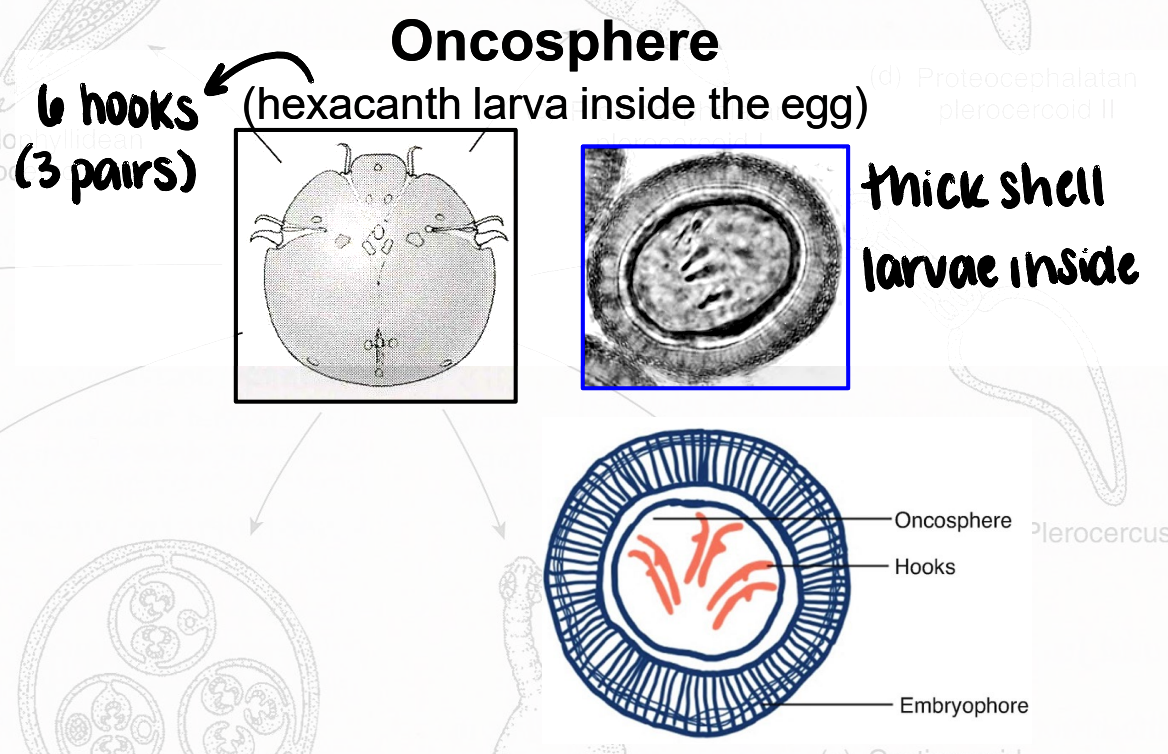 <ul><li><p>thick-shelled egg containing hexacanth larva</p><ul><li><p>hexacanth → 6 hooks (3 pairs)</p></li></ul></li></ul><p></p>