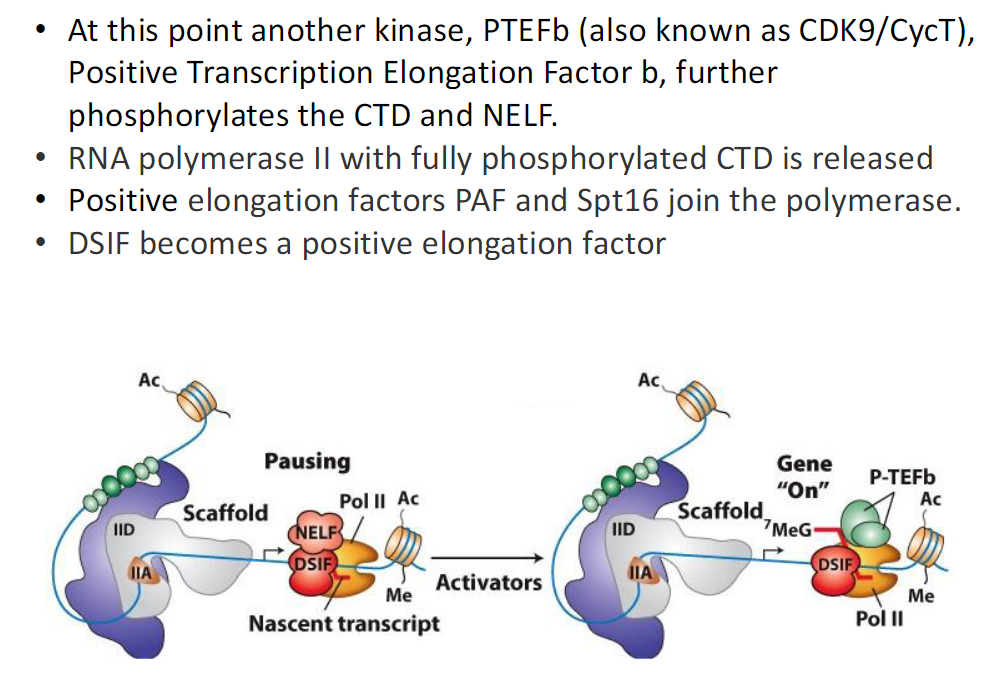 <p><strong>P-TEFb Kinase</strong><br> Another kinase P-TEFb also called CDK9 Cyclin T<br> P-TEFb means Positive Transcription Elongation Factor b</p><p><strong>Further Phosphorylation</strong><br> P-TEFb further phosphorylates the CTD of RNA Polymerase II<br> P-TEFb also phosphorylates NELF<br> RNA Polymerase II with fully phosphorylated CTD is released</p><p><strong>Elongation Factor Switch</strong><br> NELF dissociates from the polymerase<br> DSIF switches from negative to positive elongation factor</p><p><strong>Positive Elongation Factors</strong><br> PAF joins the polymerase<br> Spt16 joins the polymerase</p><p><strong>Gene Activation</strong><br> RNA Polymerase II moves into productive elongation<br> Nascent transcript continues to grow<br> Gene is transcriptionally on</p><p><strong>Promoter Scaffold</strong><br> Some General Transcription Factors remain at the promoter<br> This scaffold allows additional Pol II to initiate</p>