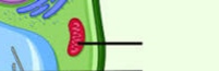 <p>it produces energy in the form of ATP through cellular respiration</p>
