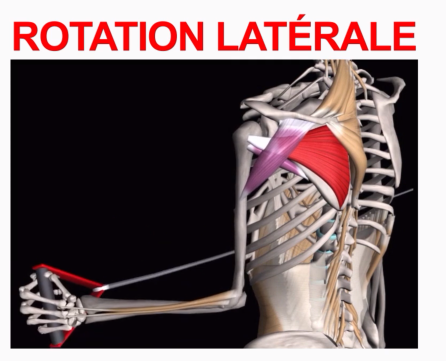 <p>Rotation latérale ou exorotation</p>