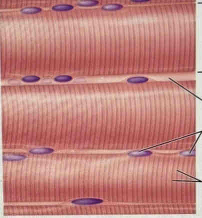 <p>What tissue is this?</p>