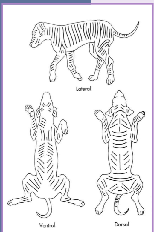 <p>skin tension </p>