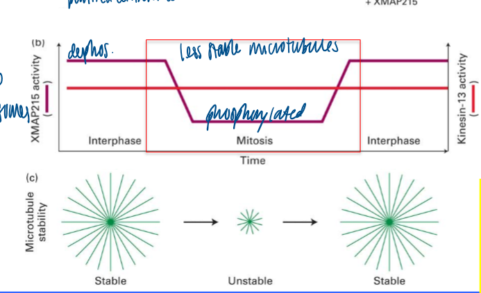 <p>kinesin-13, XMAP215 </p><ul><li><p>XMAP215 is phosphorylated in mitosis and p-XMAP215 cannot bind MTs </p></li><li><p>using energy efficiently to find chromosomes </p></li></ul><p></p>