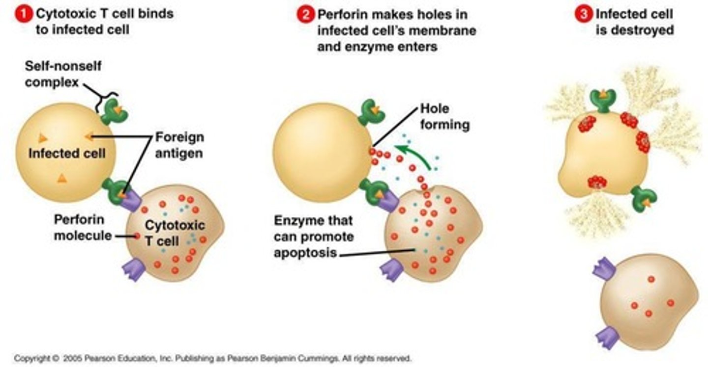 <p>A type of T cell involved in directly killing infected cells.</p>