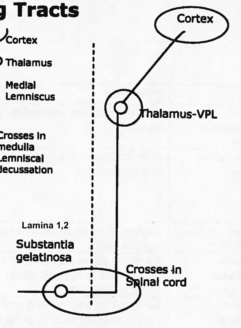 <p>function of spinothalamic tract</p>