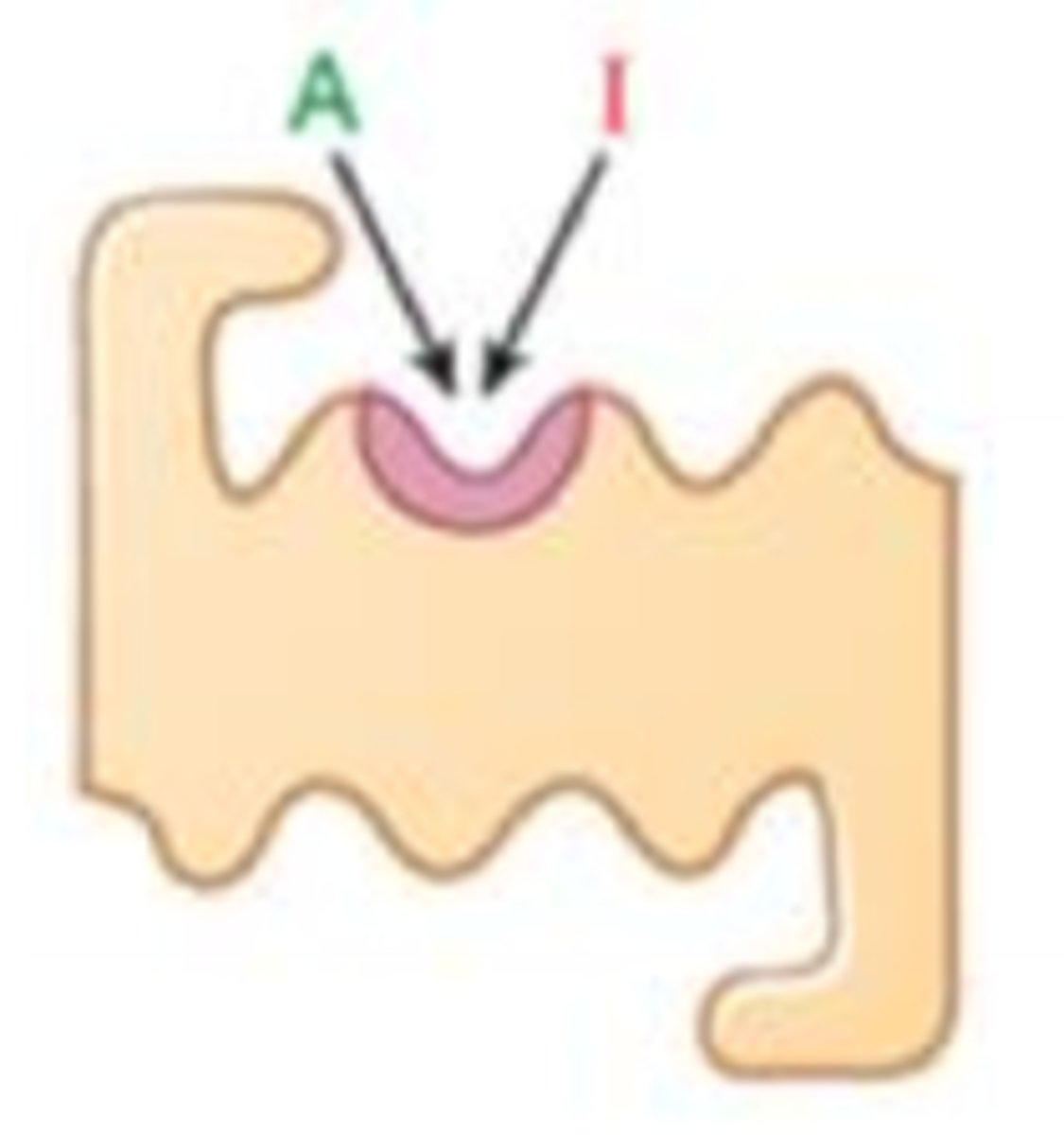 <p>drug competes with agonist for the same receptor binding site; can be overridden with high concentration of agonist</p>