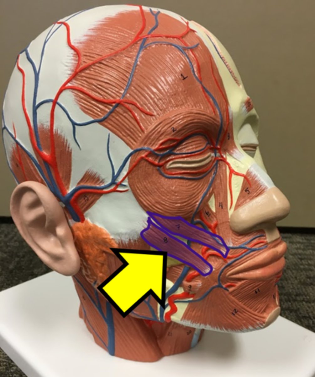 <p>Name the muscle</p>