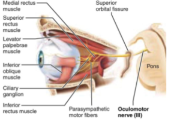 <p>Motor nerve of eye movement</p>