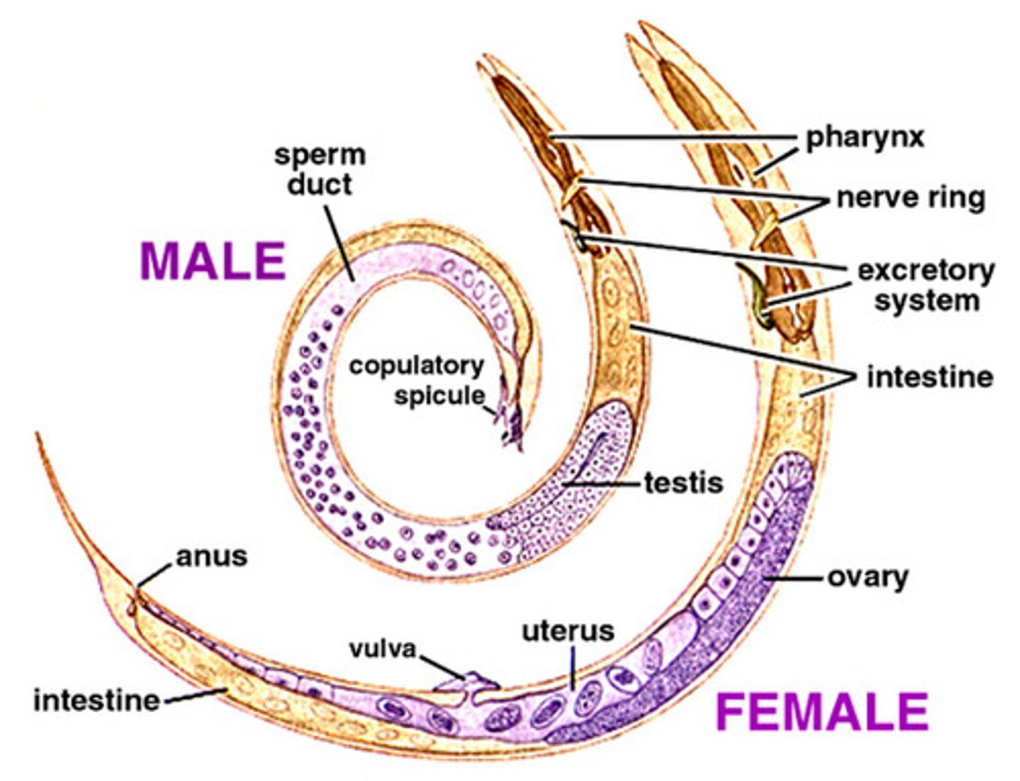 <p>Have a Pseudocoelom; Have a complete digestive system (2 openings: mouth -&gt;anus); Are parasitic (Ascaris, Necator, Trichinella); 1st Phylum discussed with a body cavity...</p>