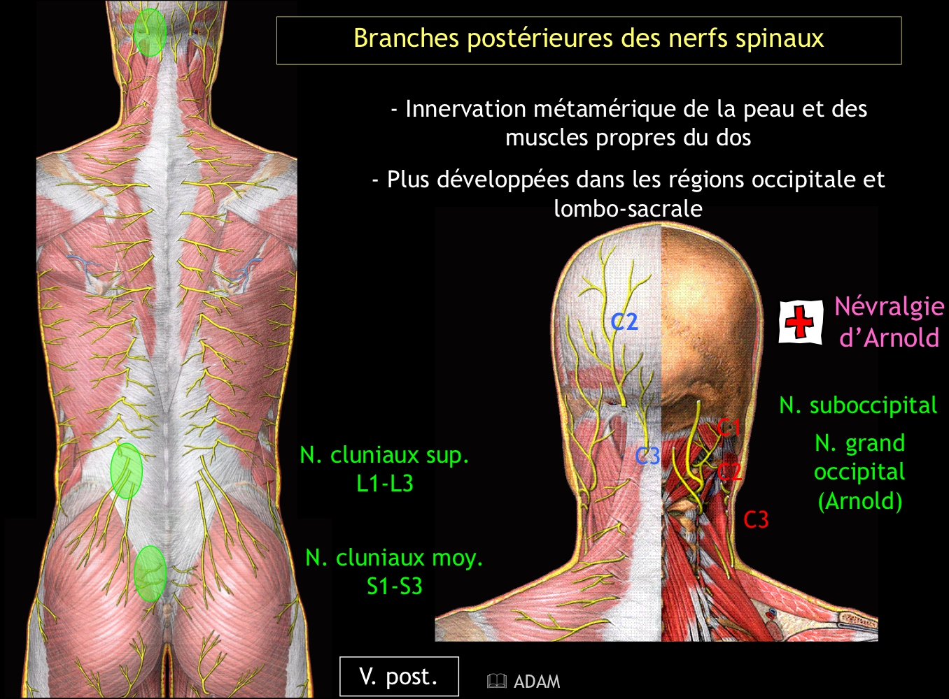 <p>Les nerfs cluniaux supérieurs (L1-L3) et moyens (S1-S3)</p>