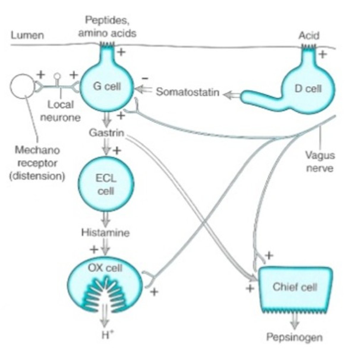 <p>>Occurs before food reaches the stomach-</p><p>Response to smell, sight and touch of food</p><p>(Emotions also influence gastric secretion)</p><p>>Response to sight/smell is a conditioned response</p><p>>Response to taste and touch is a non-conditioned reflex</p><p>Effects are facilitated by the vagus nerve</p>