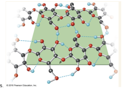 <p>major structural polysaccharide in plants. Linear glucose polymer with beta(1-&gt;4) linkages.</p>