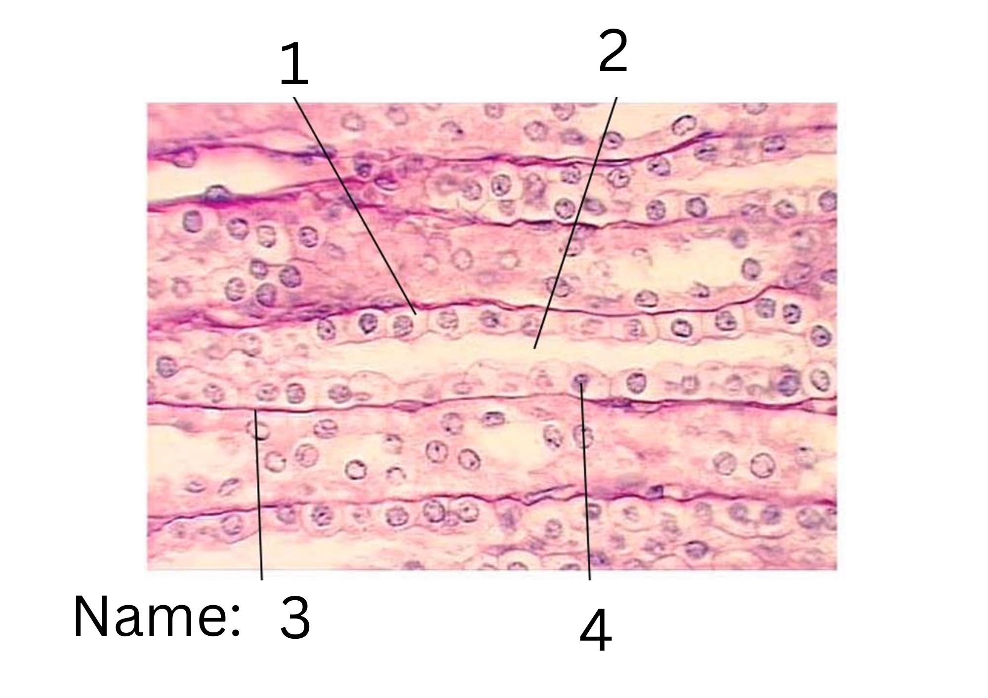 term image