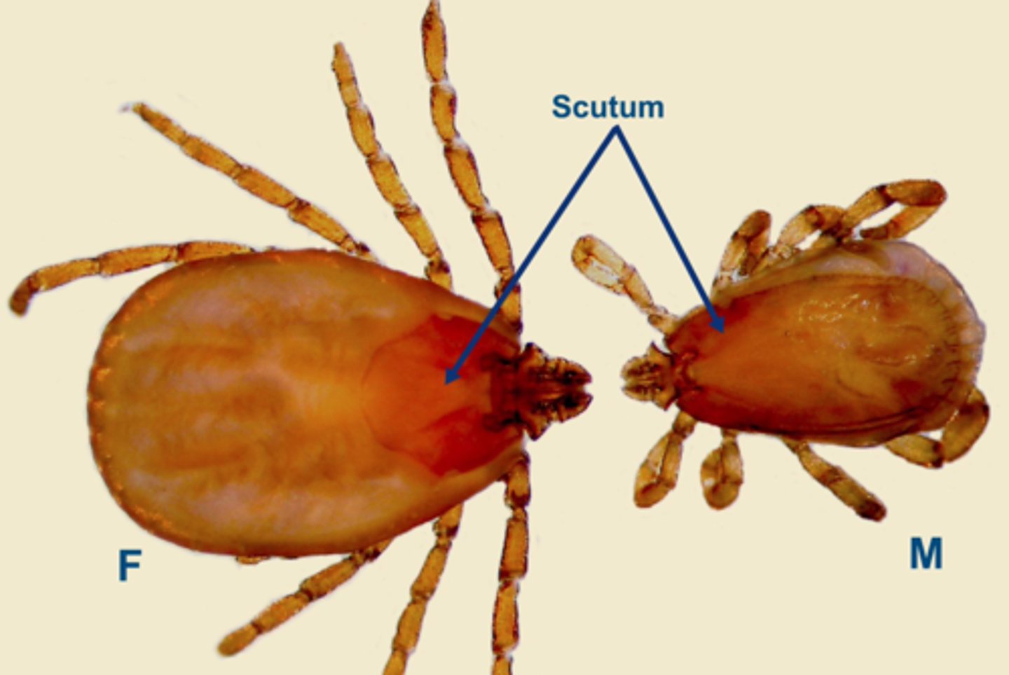 <p>A medium-sized, yellowish-brown ectoparasite known as the Brown dog tick</p>