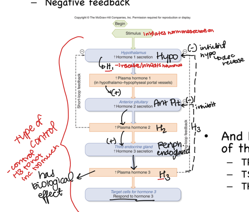 <p>Negative Feedback</p>