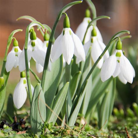 <p></p><p><strong>Snowdrop</strong></p><p>Lifecycle,roots,Leaves,Microclimate,Use in the Garden, Seasonal interest&nbsp; </p>