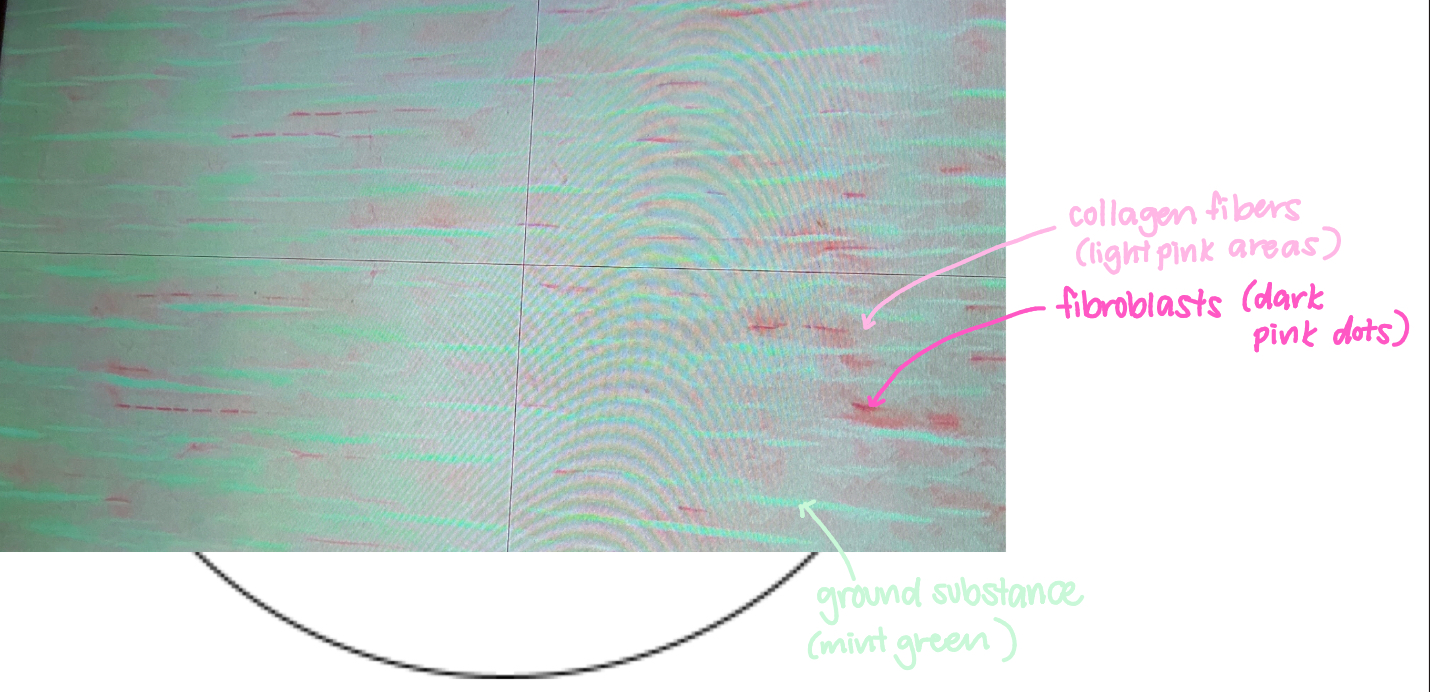 <ul><li><p>collagen fibers: light pink areas</p></li><li><p>fibroblasts: dark pink dots</p></li><li><p>ground substance: mint green</p></li></ul><p></p>