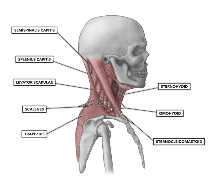 <p><strong>flexion of neck</strong></p><ol><li><p>Sternocleidomastoid:</p></li></ol><p><strong>ipsilateral flexion of the neck</strong></p><ol><li><p>Sternocleidomastoid:</p></li></ol><p><strong>contralateral rotation of the neck</strong></p><ol><li><p>Sternocleidomastoid:</p></li></ol><p></p>