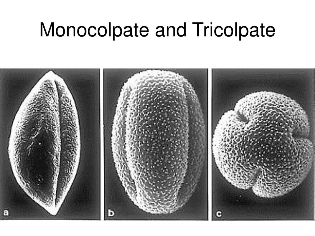 <p>pollen morph where grains have a single germinal furrow</p><p>→ pollen tube only coems out of this segment, meaning the pollen has to land exaclty so to pollinate</p><p>found in <strong>Magnoliids and Monocots</strong></p>