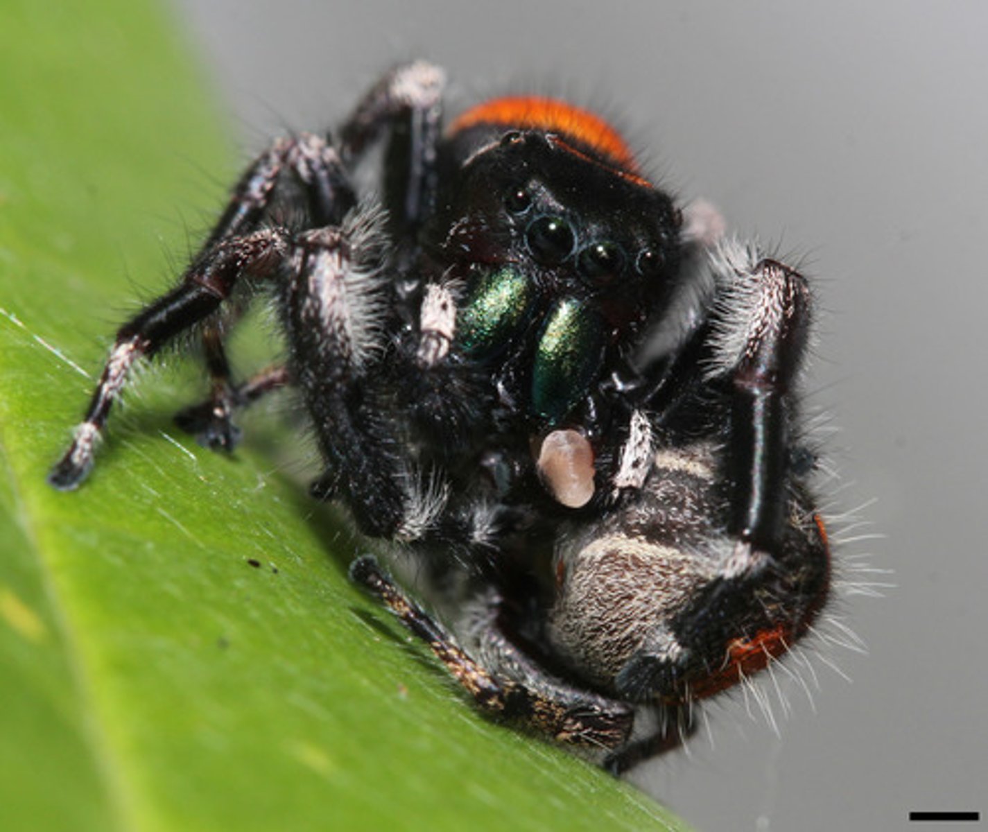 <p>- Type of chitinous bristles found in arthropods</p><p>-Come through the exoskeleton and is connected to nervous system</p><p>- Act as sensory hairs</p>