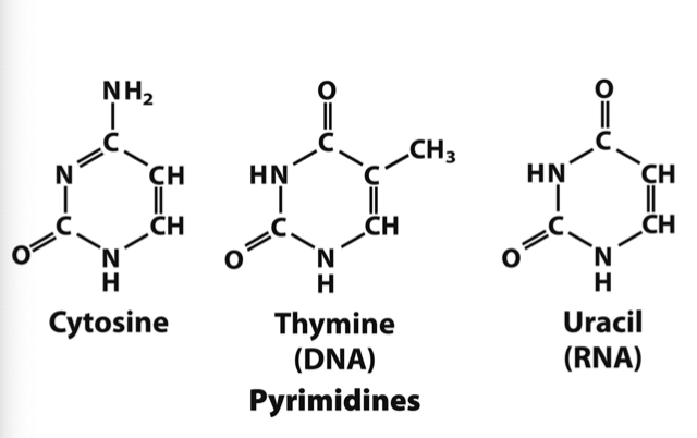 <p>Cytosine, Thymine, and Uracil</p><p>loss of methyl group thymine into uracil</p>