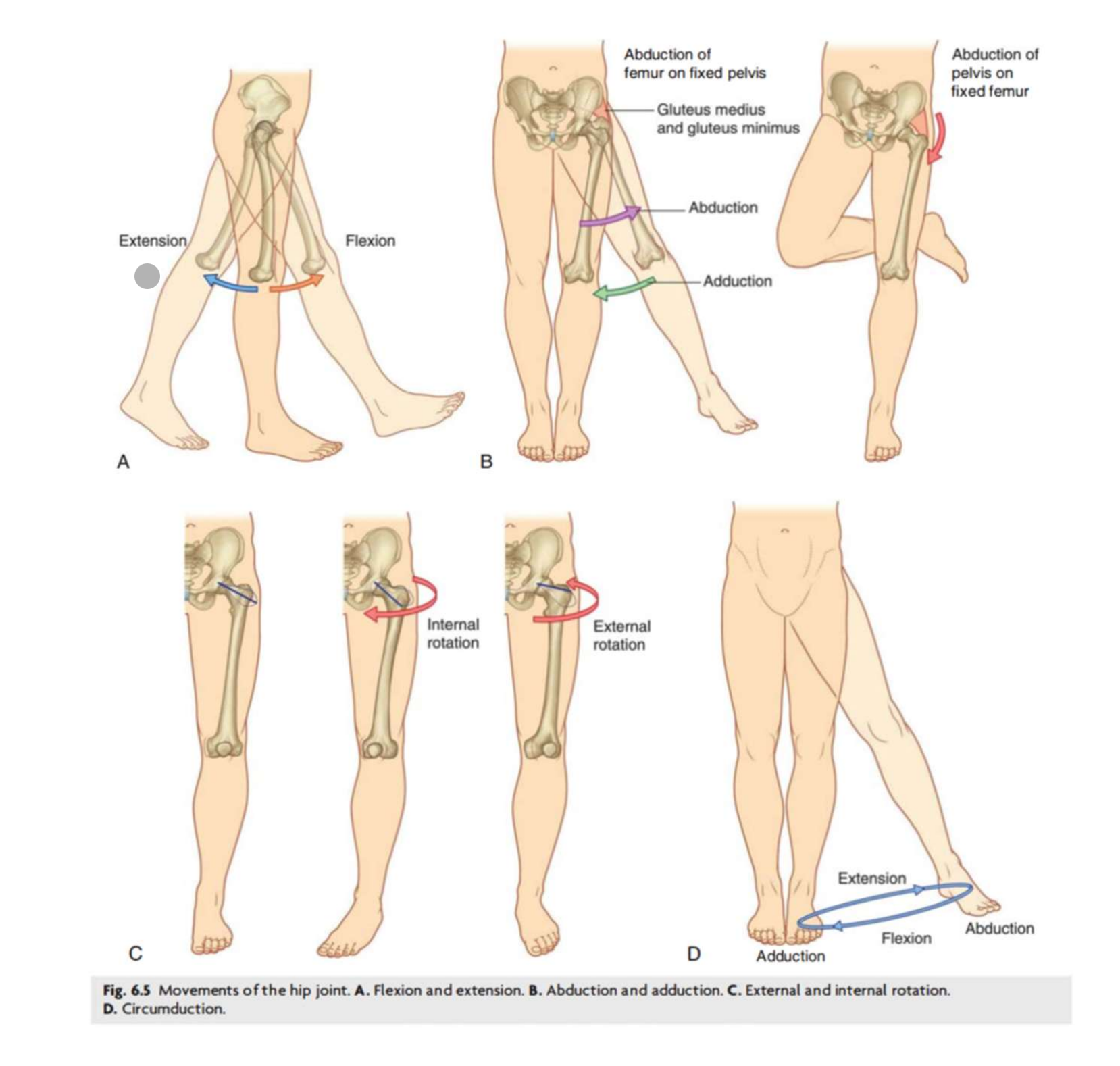 <p><strong>Extension</strong></p><ul><li><p>grand fessier</p></li><li><p>ischio-jambier</p></li></ul><p><strong>Flexion</strong></p><ul><li><p>ilio-psoas</p></li></ul><p><strong>Abduction</strong></p><ul><li><p>Moyen fessier</p></li><li><p>petit fessier</p></li></ul><p><strong>Adduction</strong></p><ul><li><p>adducteurs de la hanche</p></li></ul><p><strong>Rotation externe</strong></p><ul><li><p>Courts rotateurs</p></li><li><p>ilio-psoas</p></li></ul><p><strong>Rotation interne</strong></p><ul><li><p>moyen fessier</p></li><li><p>petit fessier</p></li><li><p>tenseur du fascia lata</p></li><li><p>adducteur de la hanche </p></li></ul><p></p>