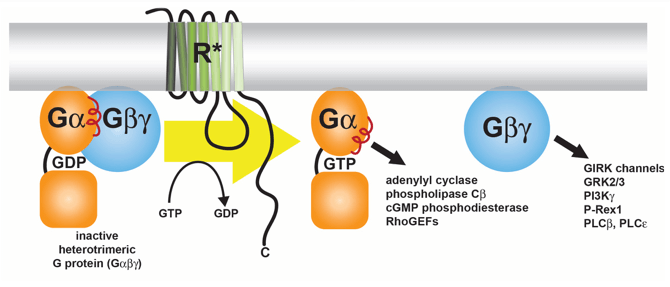 <p><span>It has three subunits: Gα (binds GTP and has GTPase activity), Gβ, and Gγ.</span></p>