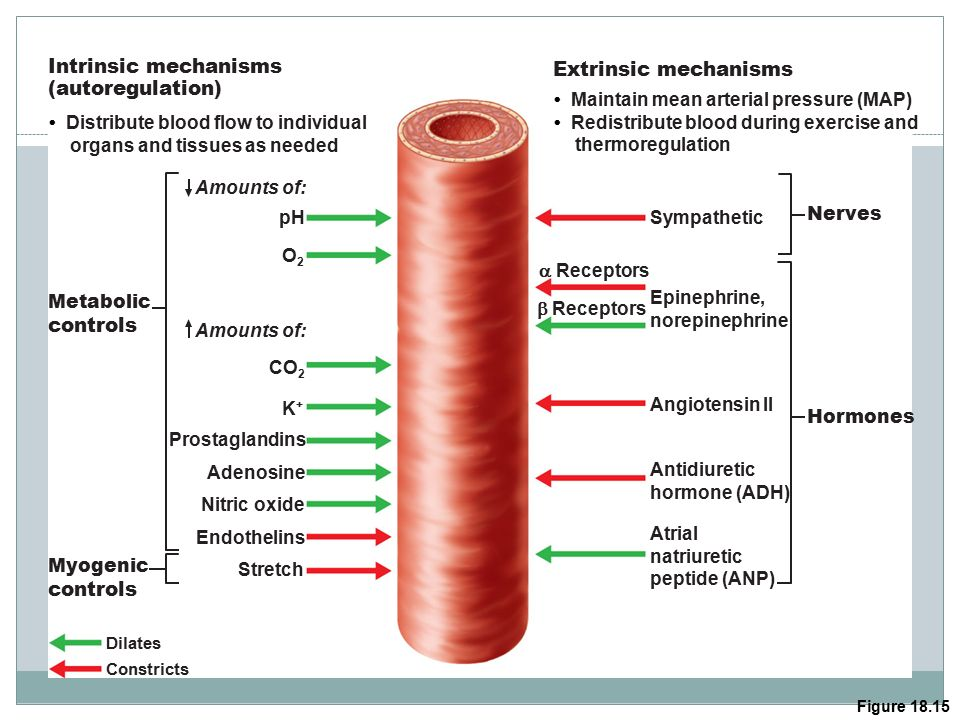 <p>regulate blood flow to capillaries</p><ul><li><p>innervated by sympathetic system (only) </p><ul><li><p>a1 → vasoconstriction (SNS)</p><ul><li><p>vasodilates in response to hormones, metabolic controls but <u>NO</u> ß2 for vasodilation (PNS)</p></li></ul></li></ul></li><li><p>short-term blood pressure regulation</p><ul><li><p>regulate blood flow + TPR</p></li></ul></li><li><p>ensure effective capillary exchange</p></li></ul><p>(think kidneys afferent and efferent arterioles)</p>