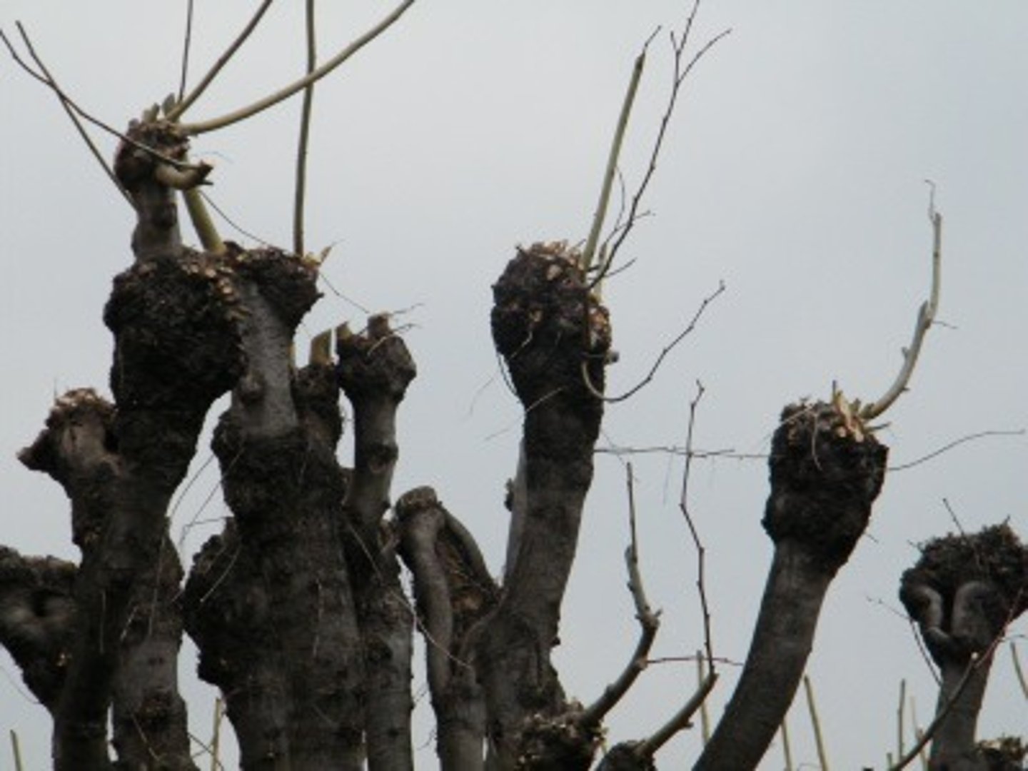 <p>The timber produced is small in size and not suitable for construction.</p>
