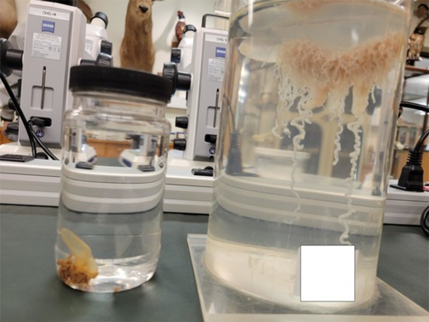 <p>Identify Taxonomy</p>