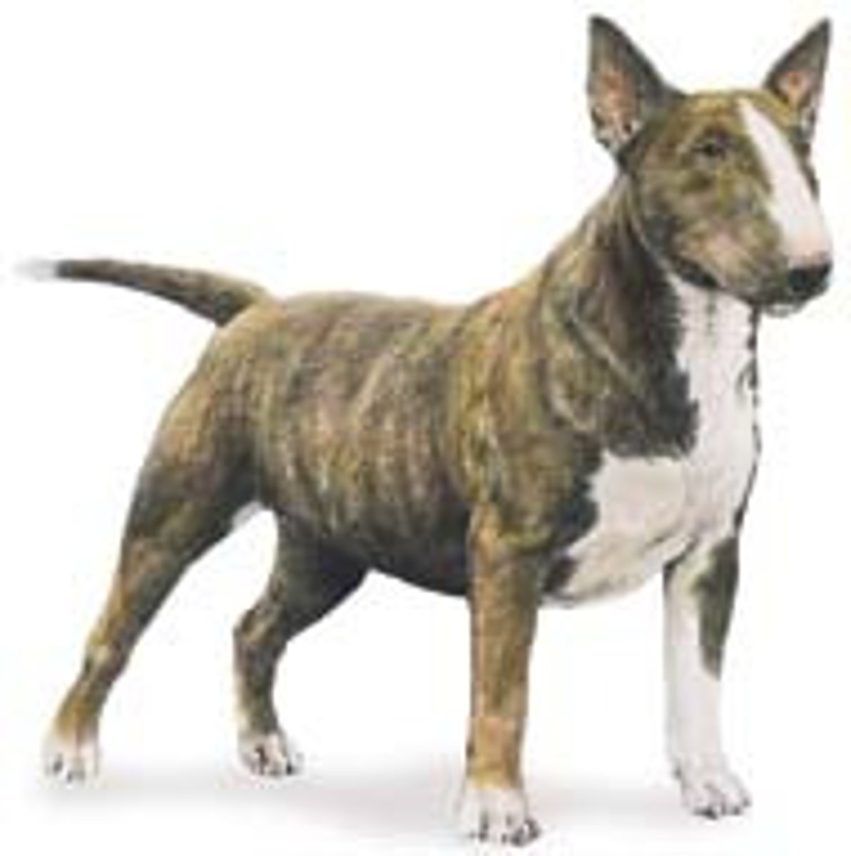 <p>Terrier Group</p>