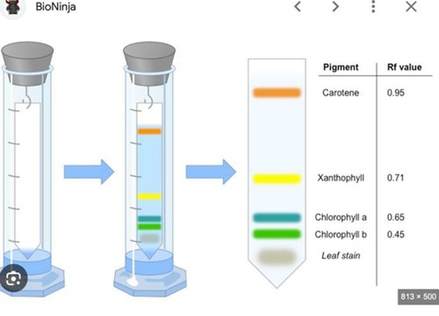 <p>Yellow band in chromatography represents xanthophylls.</p>