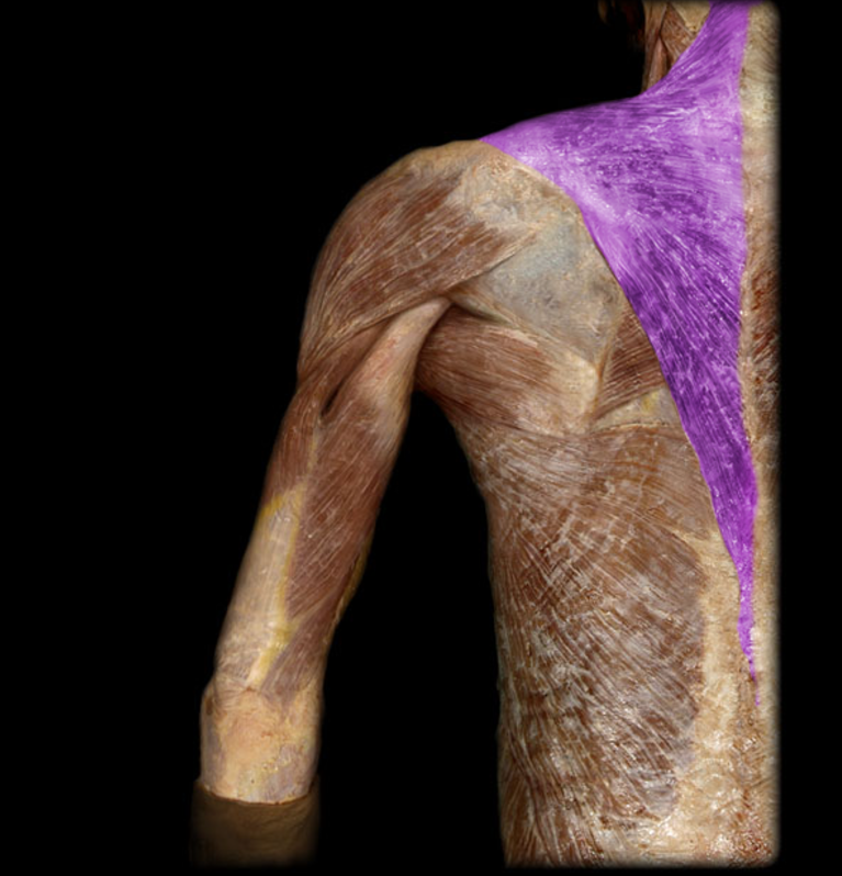 <p>Trapezius</p>