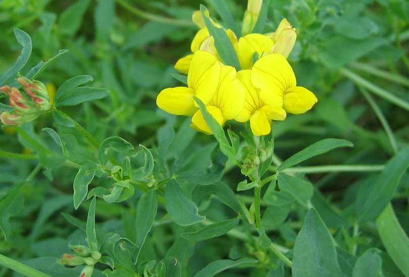 <p>Gewone rolklaver (Vlinderbloemenfamilie)</p>