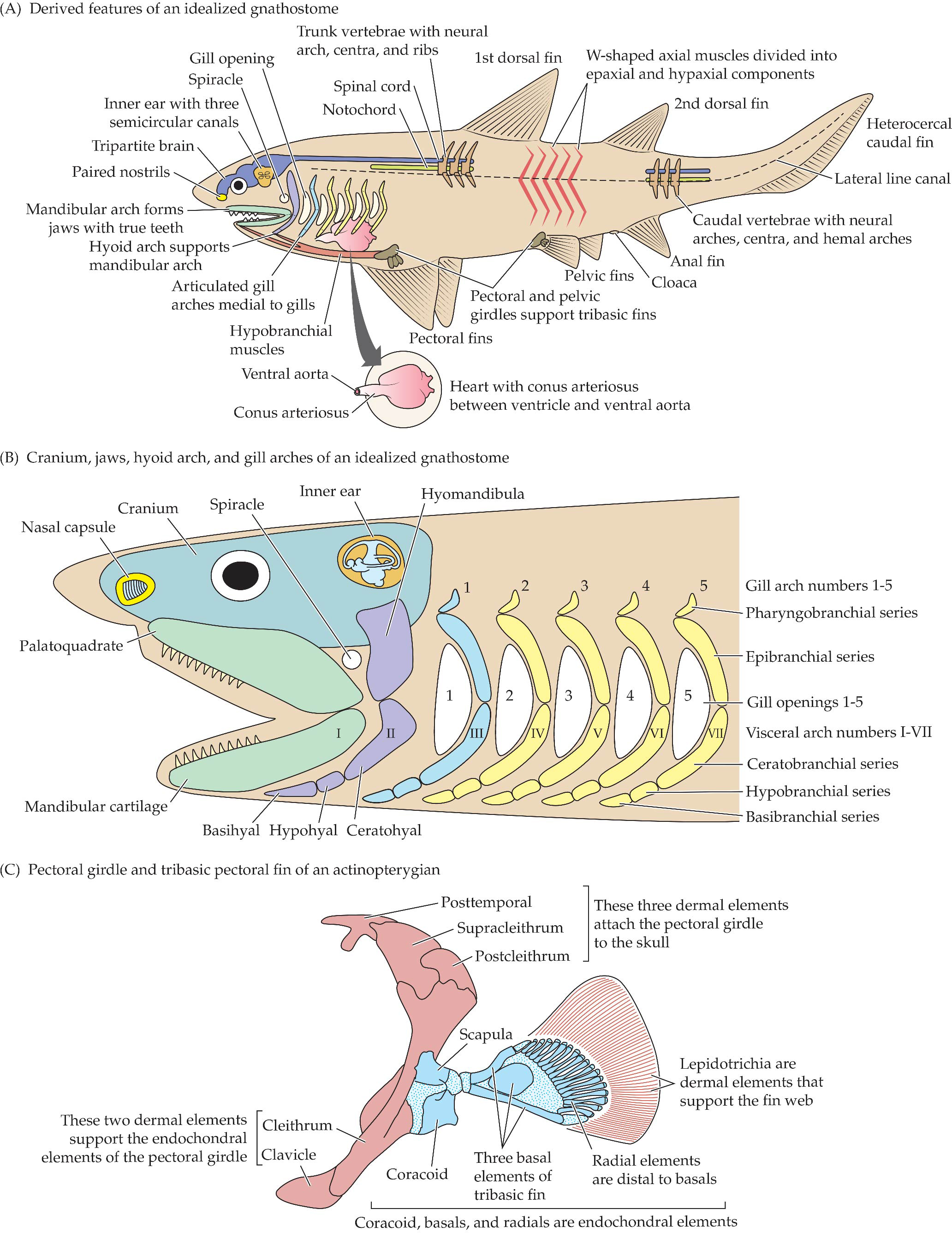 Jaws → V1
○ Hyoid bone → V2
○ Pharyngeal jaws → V7
○ V3 is the first visceral arch but it’s the first gill arch (they have like 5 gill arches)