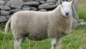<p>meat/ medium wool breeds</p>