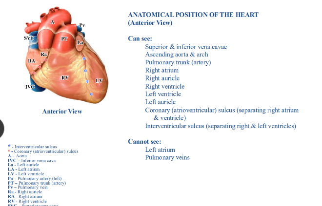 <p>-superior and inferior vena cavae are in the same vertical axis</p><p>-ascending aorta is immediately to the left of the superior vena cava and the pulmonary trunk (artery) is immediately to the left of the ascending aorta- SAP</p><p>-right atrium forms the right border</p><p>-right ventricle forms most of the anterior surface</p><p>-left ventricle forms the left border and apex</p>