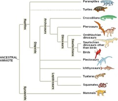 - the evolutionary history of a species or group of species
- an evolutionary "family tree" bsed on traits that are unique to and/or shared by a group of organisms and their common ancestor