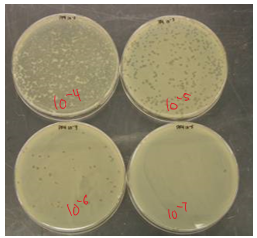 <p>area of cell death known as a plaque b/c virus killed the bacteria</p>