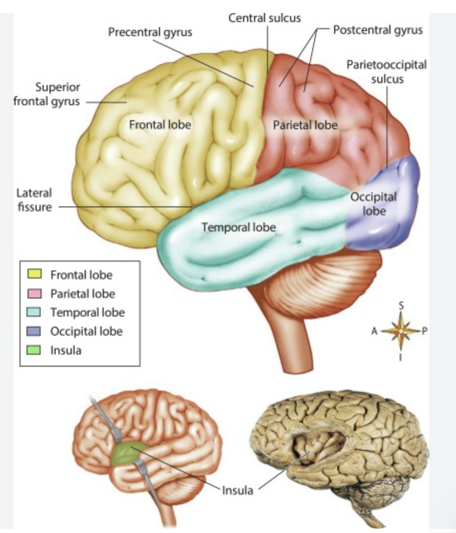 <p>frontal lobe, parietal love, occipital lobe, temporal lobe,</p>