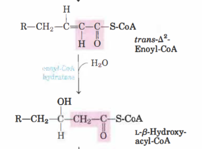 <p>I det andra steget kommer H2O adderas och det bildas&nbsp; <strong>β-hydroxyacyl-CoA</strong>. Reaktionen katalyseras av <strong>enoyl-CoA hydratas</strong>.</p>