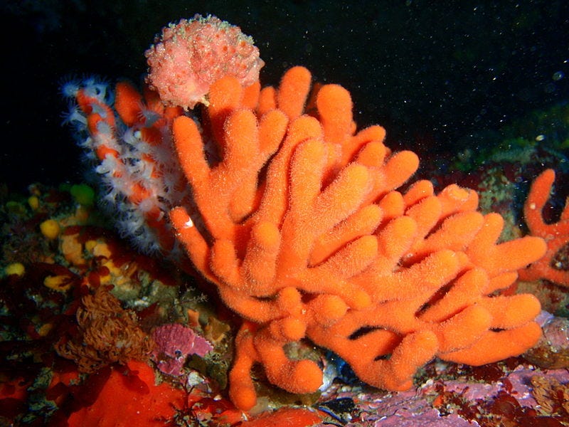 <p>D. Sponges</p>