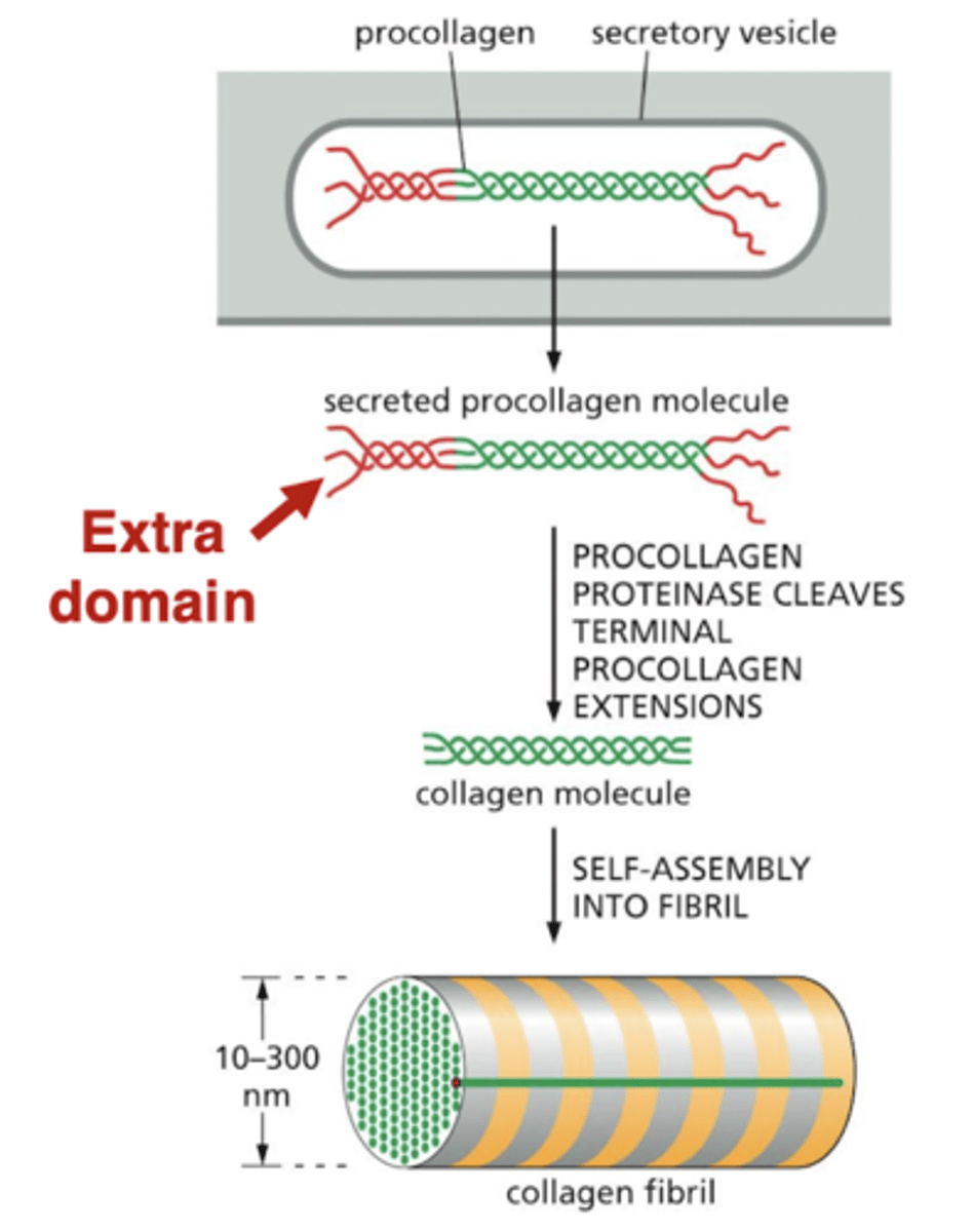 <p>outside the cell, the procollagen is processed by a protease in the ECM</p><p>the cleaved collagen molecules can then form fibers outside the cell</p>